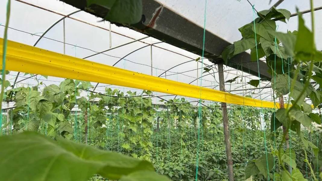 Türkiye’nin En Acı Biberinde Hasat Hatay’da Başladı! 2